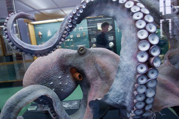 Правильная ссылка на kraken телеграм